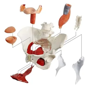 regalo para ginecólogo regalo para ginecólogo